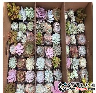 1532485255536865.jpg 3.jpg