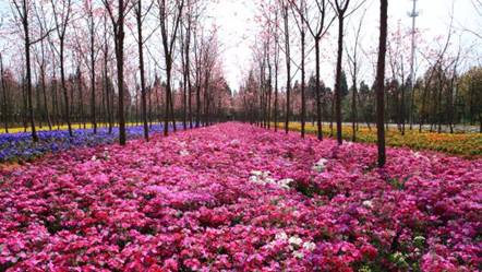 1539399555971820.jpg 花仙子林下花園